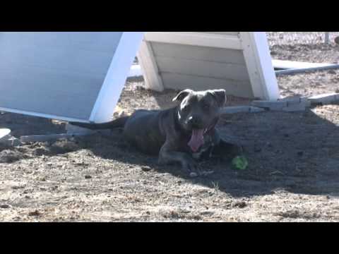 Moose, an adopted Pit Bull Terrier Mix in Gardnerville, NV_image-1