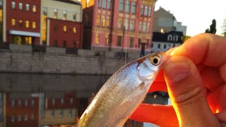 Где находится хорошая рыбалка в харькове