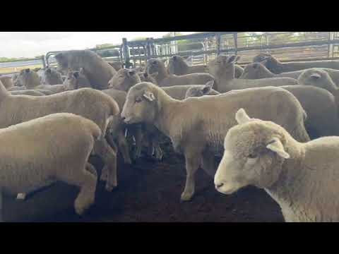 228 Mixed Sex Feeder Lambs - SANDRIGG - Auctions Plus 29 April 2025 V1