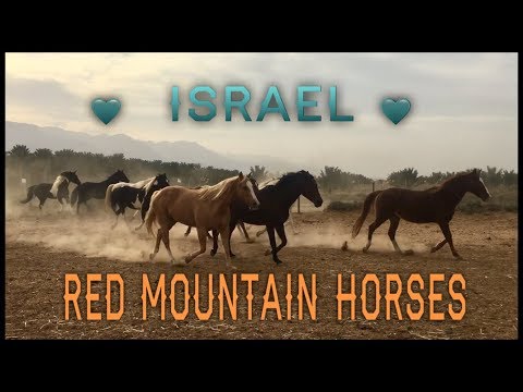 Ein Radian horses - Yotvata - Israel