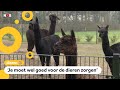 Dierentuin met kamelen, maki's en wallaby's te koop