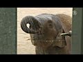 Животных в зоопарках Европы спасают от жары (новости) 