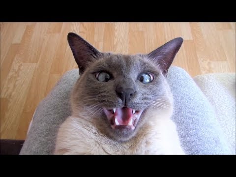 Sweet Cross-Eyed Siamese Cat Playing & Talking  猫 -  シャム