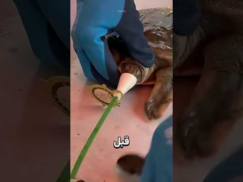 لماذا يضعون قناعًا على فم هذه السلحفاة؟ 🐢