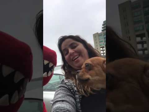 Peanut meets the actual "Toronto Raptor"