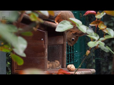 Home with Olympus | Tutorial Tierfotografie | Wilde Tiere fotografieren - zu Hause!