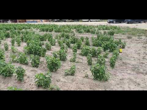 Саженцы смородины