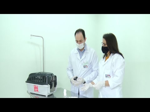 Aumenta a procura por implantação de microchips em animais
