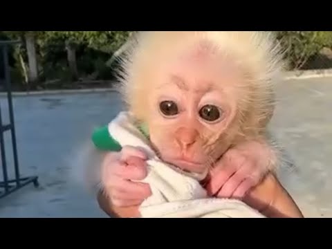 I.T. Gets McNasty No Pu$$y