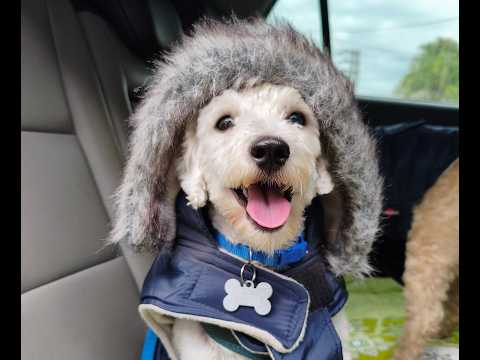 Descubrí Studios La Bella Vida: Naturaleza y Confort en El Cazador, Escobar