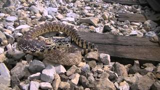 Bullsnake pt. 1