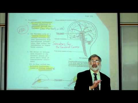 REVIEW OF THE FUNCTIONAL AREAS OF THE BRAIN; Part 1 by Professor Fink