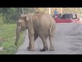 Der Elefant möchte nur ein wenig Fußball spielen!