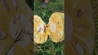 Download lagu Cutting our first sweet jackfruit harvest mp3
