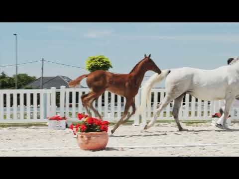 Chac I MR, Chacfly PS x Coupie, ogierek/colt, ur./born 10.05