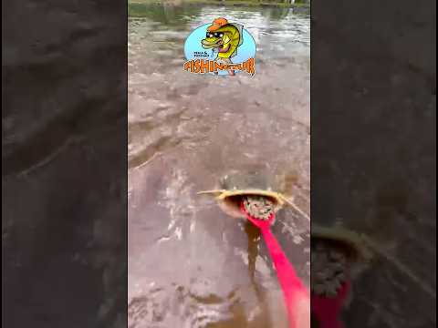 PIRARARA COMENDO NA COLHER. Peixes Domesticados. Pesqueiro Sol Nascente, Ipora PR #pescaria #peixe