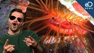 This Clam Can Reflect Light Like A Discoball!