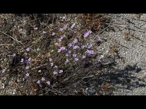 download lagu mp3 mp4 Limonium Vulgare, download lagu Limonium Vulgare gratis, unduh video klip Limonium Vulgare