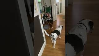 Video preview image #1 Miniature Pinscher-Unknown Mix Puppy For Sale in Wakefield, RI, USA