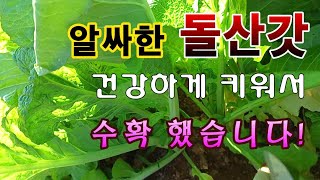 [텃밭농부. 1,289]  알싸한 돌산갓. 건강하게 키워서 수확 했습니다! #돌산갓재배