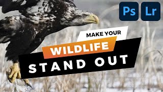 My #1 Wildlife Photo Editing Trick