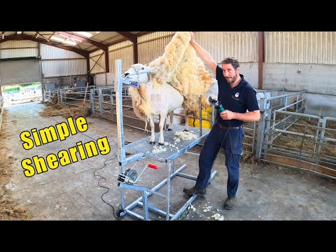DIY Sheep Shearing
