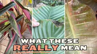 Your Plant Leaves Look Like This? Here's What's Really Wrong