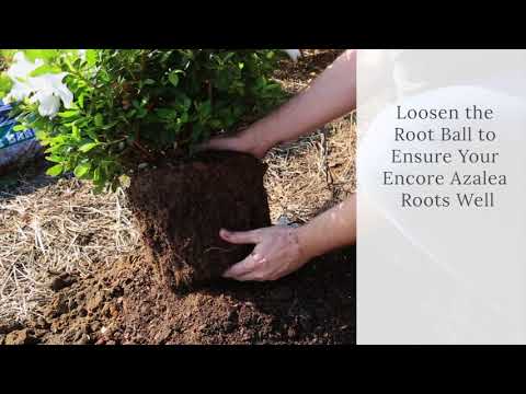 How To Plant Encore Azaleas