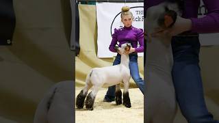 Download lagu Karis Showing her Ewe Day 1 of Western Bonanza! #showsheep #sheep #karis mp3