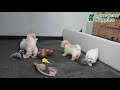 Maltipoo dogs for sale: Blake - Video 1