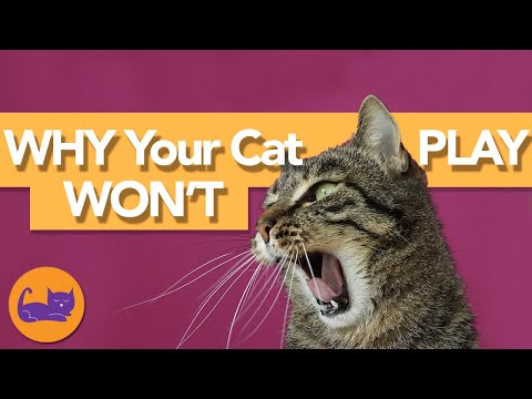 Why Is My Cat Acting STRANGE? Reasons Your Cat Doesn't Want to Play