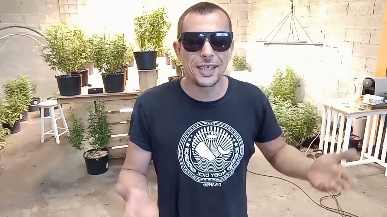 Devenir producteur de CBD en France