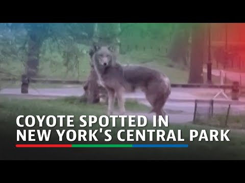 Coyote spotted in New York's Central Park