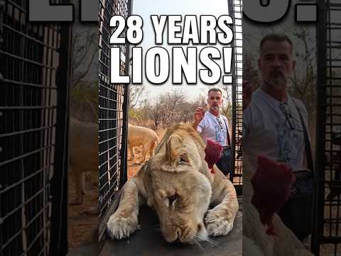 Working with LIONS - 28 Years! #shorts #cat #lion