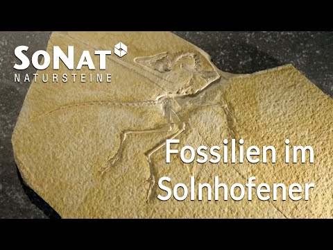 Entstehung von Fossilien im Solnhofener Naturstein