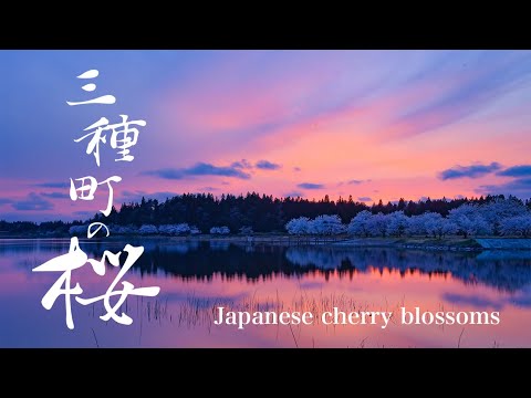 三種町の桜 #日本の景色 #絶景 #BGM #4K #高画質