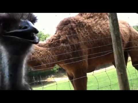 One Eyed Emu Attack