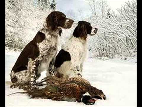French Spaniel