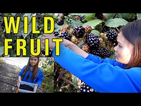 download lagu mp3 mp4 Where To Buy Blackberries Fruit, download lagu Where To Buy Blackberries Fruit gratis, unduh video klip Where To Buy Blackberries Fruit