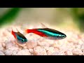 Ikan Kecil Air Tawar Yang Sering Dijadikan Ikan Hias