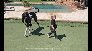 Funny Great Dane & Grandpa Try to Teach Toddler How to Fetch A Ball