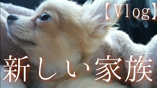 【Vlog】新しい家族、キミの名前は…。