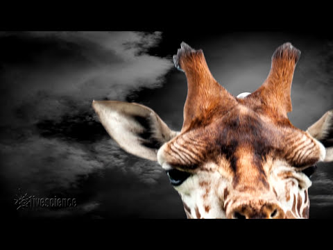 Giraffes Hum At Night - Who Knew?