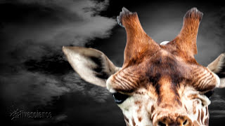 Giraffes Hum At Night - Who Knew? | Audio + Video