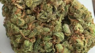 Blunt Topics 0: Intros