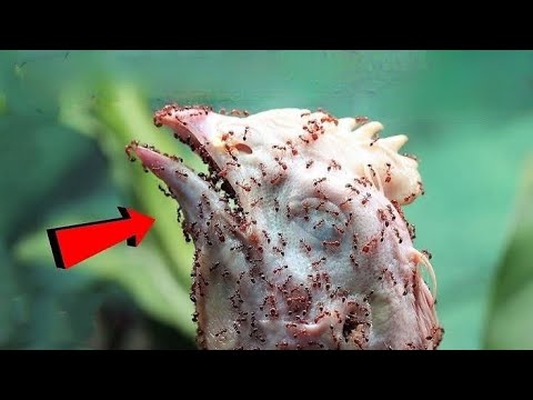 This Is Why Chicks Hate Ants