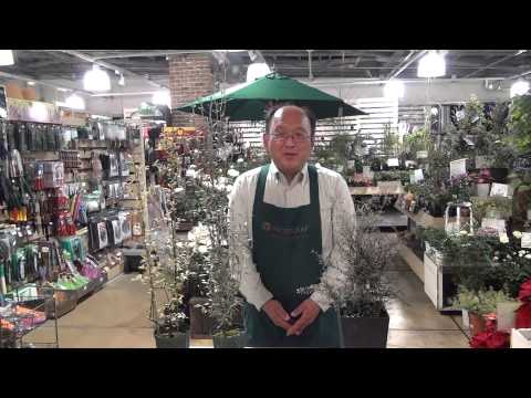 園芸 コトネアスター