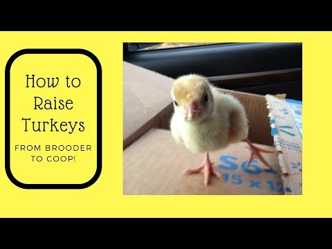 , title : 'How to Raise Turkeys - From Brooder to Coop!'