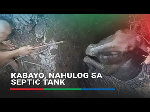 Kabayong nahulog sa septic tank, nailigtas ABS-CBN News