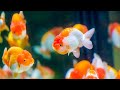 Ikan Hias Air Tawar Mas Koki